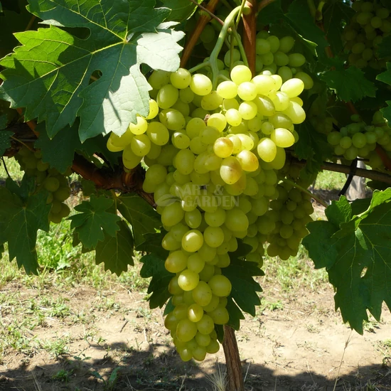 Vitis x 'Sába királynője' / 'Sába királynője' konténeres magnélküli csemegeszőlő oltvány