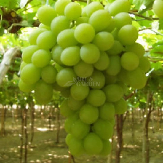 Vitis x 'Sugraone' / 'Sugraone' csemegeszőlő oltvány (szabadgyökeres)