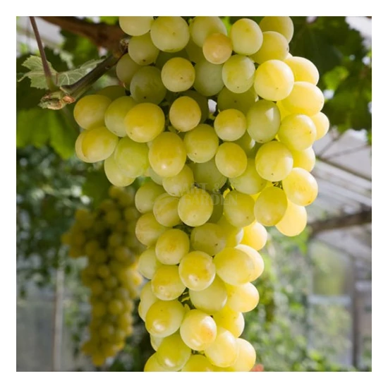 Vitis x 'Szőlőskertek királynője' / 'Szőlőskertek királynője' konténeres csemegeszőlő oltvány