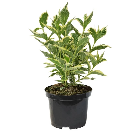 Weigela florida 'Nana Variegata' / Törpe tarka levelű rózsalonc