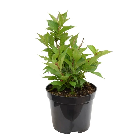 Weigela florida 'Red Prince' / Rózsalonc