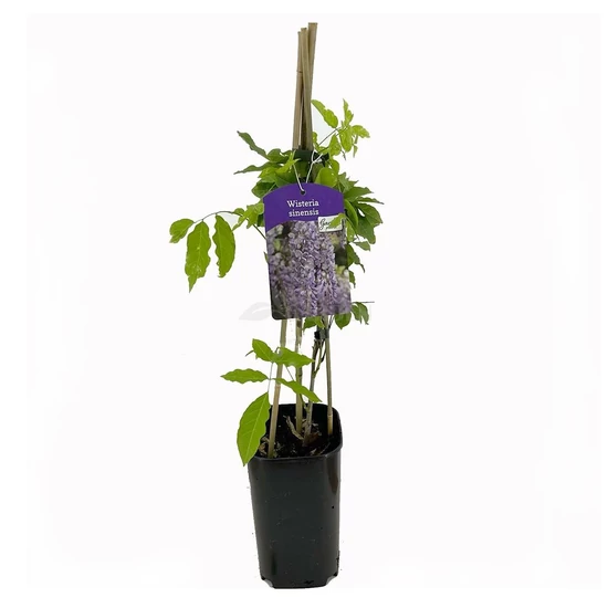 Wisteria mix / Lilaakác