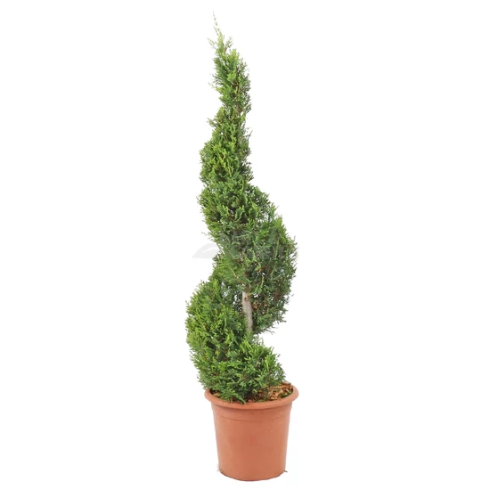xCupressocyparis leylandii 'Castlewellan Gold' spiralis / Leyland ciprus 'Castlewellan Gold' spirál