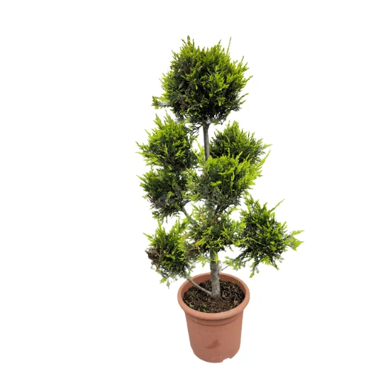 xCupessocyparis leylandii 'Castlewellan Gold' pom-pom / Aranylombú leylandi ciprus pom-pom