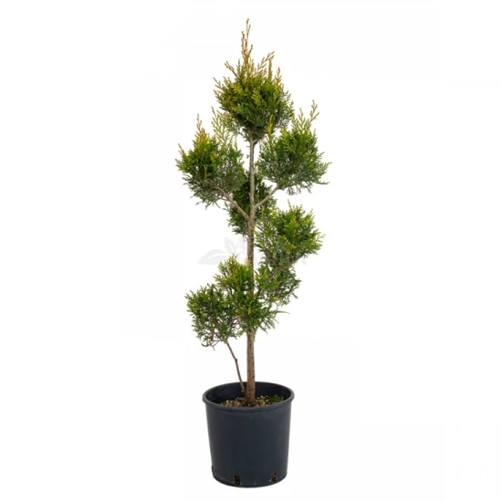 xCupessocyparis leylandii '2001 Pyramidalis' pom-pom / Leylandi ciprus pom-pom