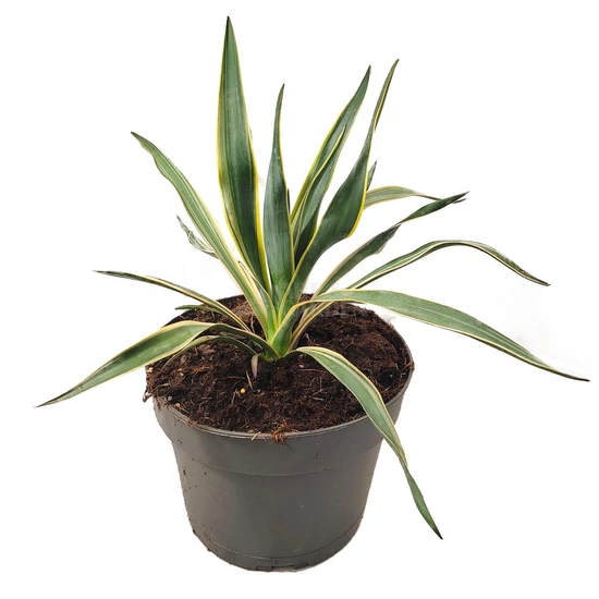 Yucca gloriosa 'Variegata' / Tarka levelű pálmaliliom