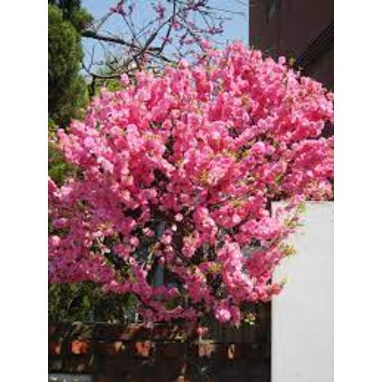 Prunus triloba 'Multiplex' - Teltvirágú babarózsa