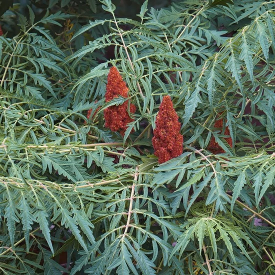 Rhus typhina 'Dissecta' / Szárnyalt levelű torzsás ecetfa