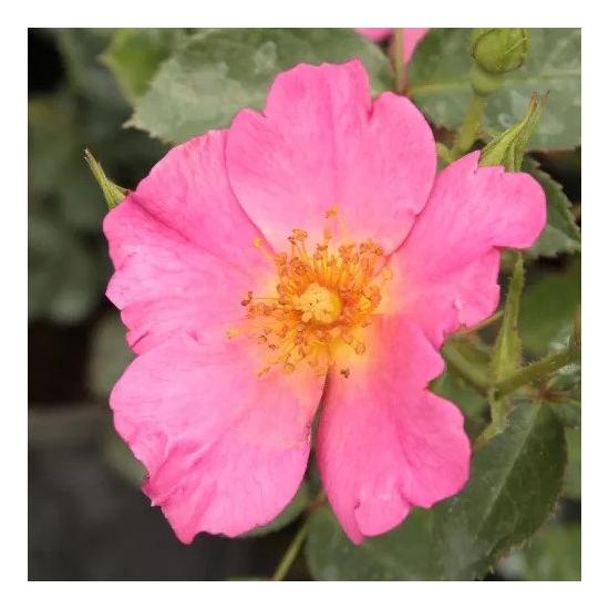 Rosa 'Barbie'