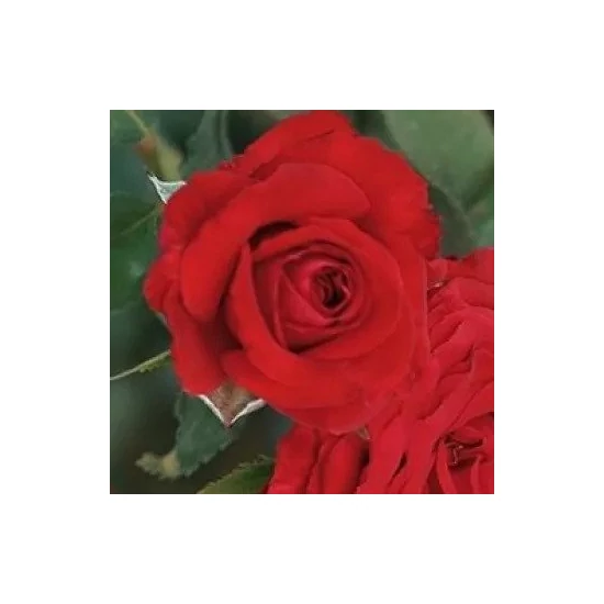 Rosa 'Carmine' / Vörös virágú teahibrid oltott rózsatő