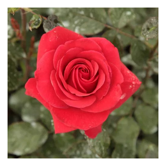 Rosa 'Corrida' / Vörös virágú teahibrid oltott rózsatő