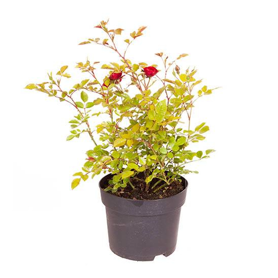 Rosa x polyantha 'Rubinia' / Talajtakaró rózsa (vörös)