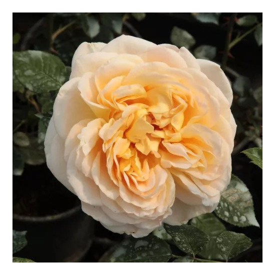 Rosa 'Felidaé' / Sárga virágú rózsatő