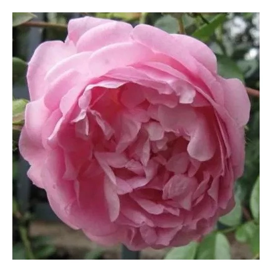 Rosa 'Jasmina' / Rózsaszín virágú futó oltott rózsatő