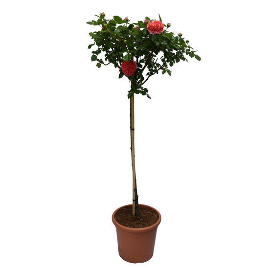 Rosa 'Kronenbourg' / Arany-piros virágszínű magastörzsű rózsa