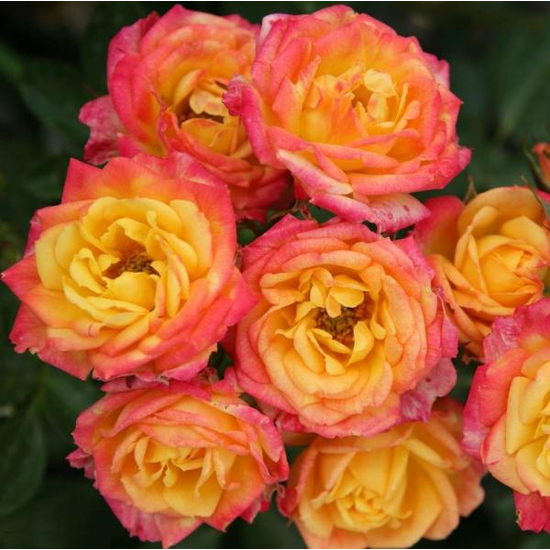 Rosa 'Little Sunset' / Sárga - piros virágú törpe rózsatő
