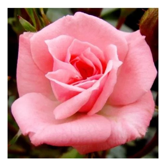 Rosa 'Rennie's Pink' / Rózsaszín virágú törpe rózsatő