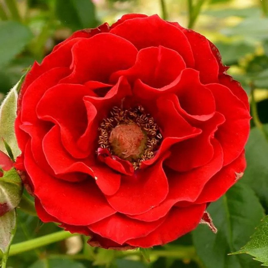Rosa 'Roma' / Vörös virágú törpe rózsatő