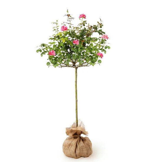 Rosa 'Pink Flower Circus' syn. 'Moin Moin' / Rózsaszín virágszínű magastörzsű teahibrid rózsa