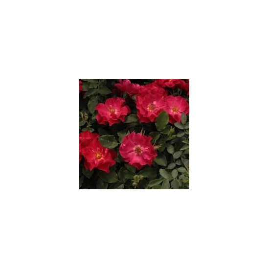 Rosa 'Anna' - Virágágyi floribunda (vörös)