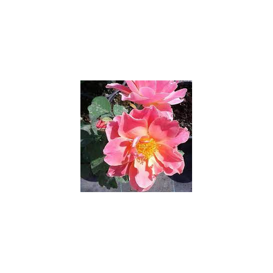 Rosa 'Edouard Guillot' - Virágágyi floribunda rózsa (rózsaszín)