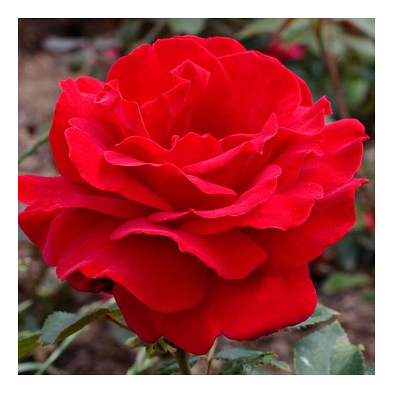 Rosa ' Victor Hugo' - Teahibrid rózsa (vörös)