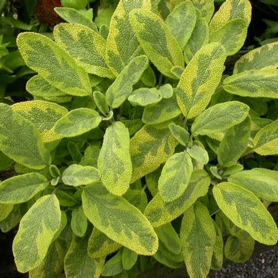 Salvia officinalis 'Icterina' / Sárga-tarka levelű orvosi zsálya