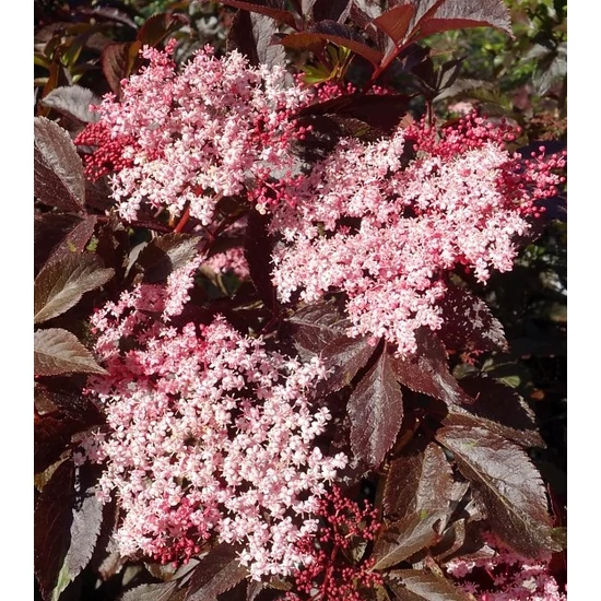 Sambucus nigra 'Thundercloud' / Bordó levelű bodza