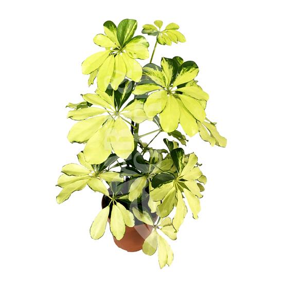 Schefflera arboricola 'Gerda' / Sugárarália