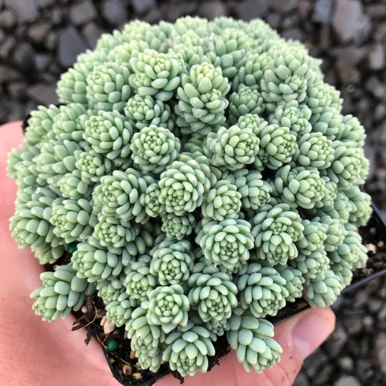 Sedum dasyphyllum / Göndör varjúháj