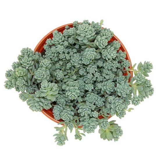 Sedum dasyphyllum ‘Major' / Göndör varjúháj