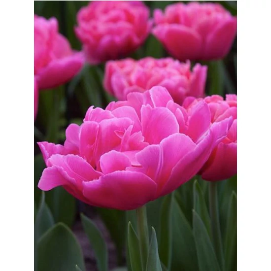 Tulipa Sunset Tropical / Tulipán