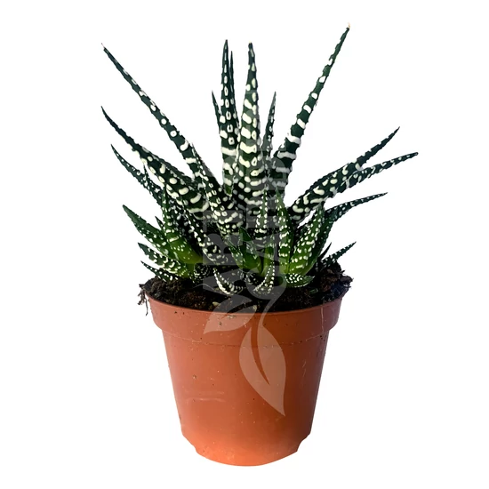 Haworthia mix (nagy) - Szemölcsliliom
