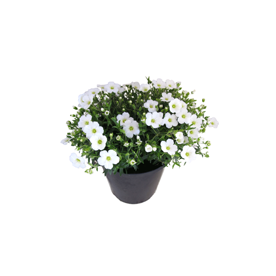 Arenaria montana 'Blizzard' / Hegyi homokhúr