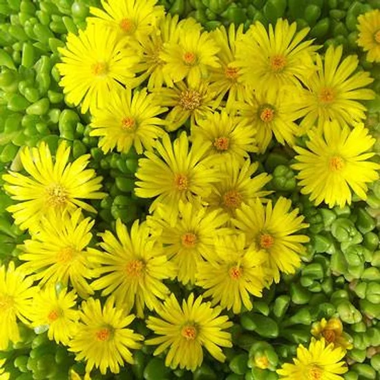 Delosperma nubigenum 'Letseng' / Sárga délvirág