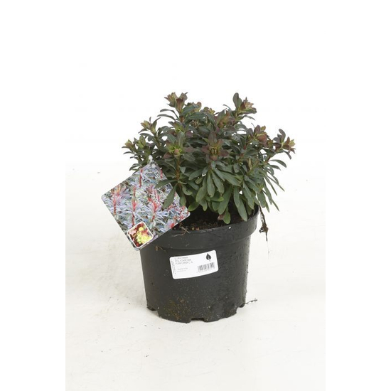 Euphorbia amygdaloides 'Purpurea' / Erdei kutyatej