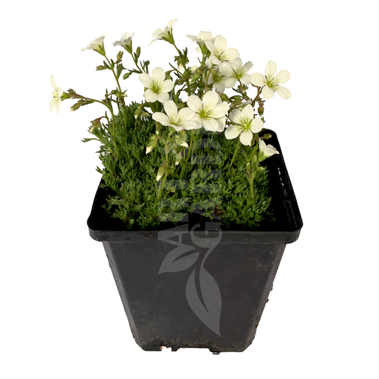 Saxifraga x arendsii 'Pixie white' / Fehér virágú kőtörőfű