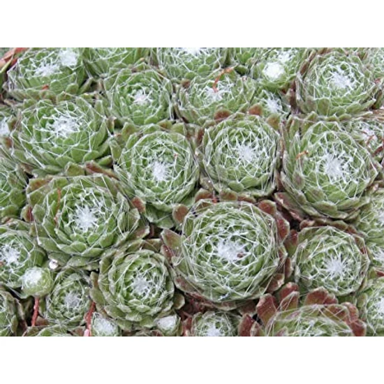 Sempervivum arachnoideum 'Tomentosum' / Kövirózsa