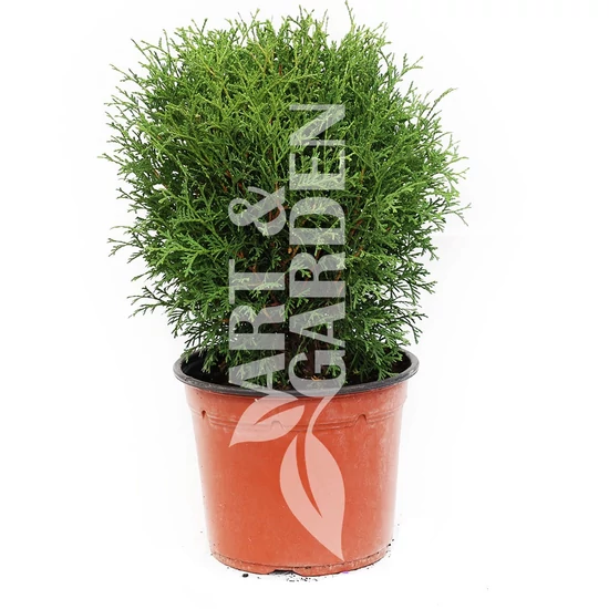 Thuja occidentalis 'Tiny Tim' / Törpe gömbtuja