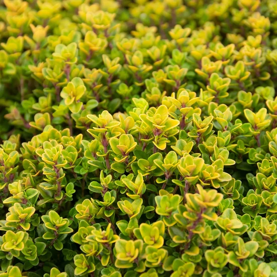 Thymus x citriodorus 'Aureus' / Aranylombú citrom illatú kakukkfű