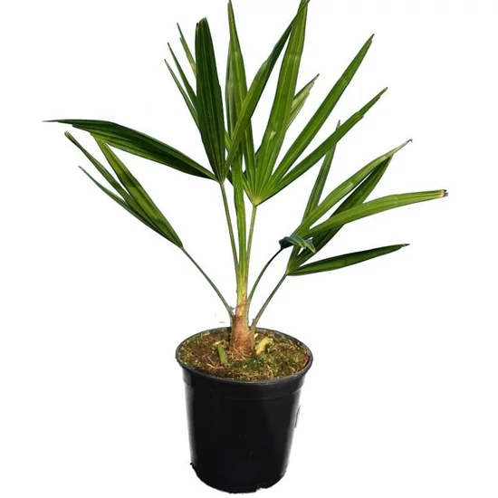 Trachycarpus fortunei / Kínai kenderpálma