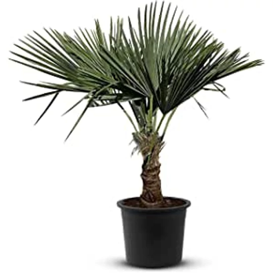 Trachycarpus fortunei / Kínai kenderpálma