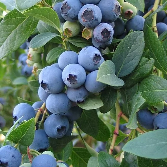 Vaccinium corymbosum 'Bluecrop' / Kék áfonya bokor
