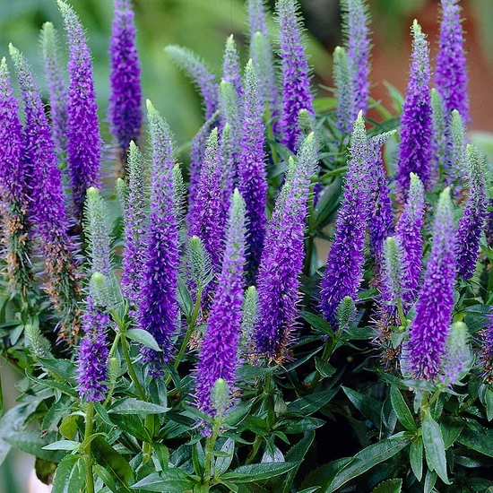 Veronica spicata 'Anniversary Blue' / Kék virágszínű macskafarkú veronika