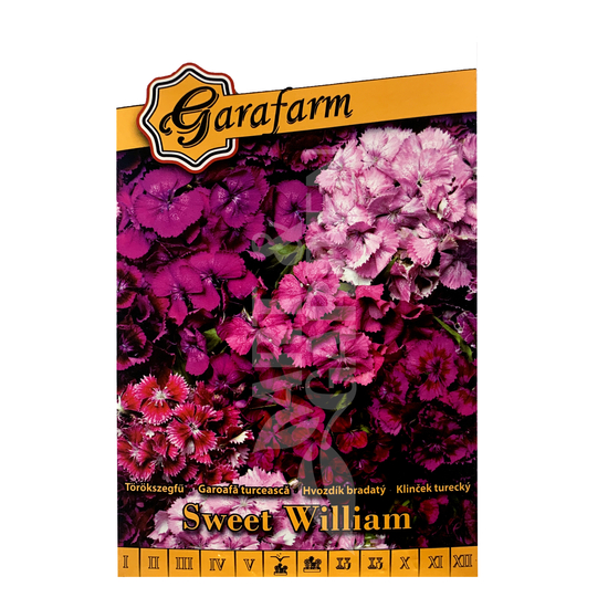 Dianthus barbatus / Törökszegfű magas teltvirágú színkeverék
