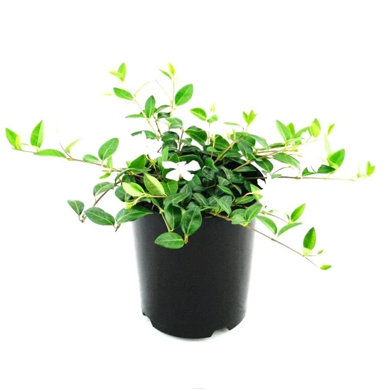 Vinca minor 'Alba' / Fehér virágszínű kis meténg