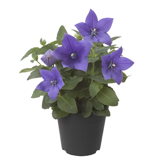 Platycodon grandiflorus / Léggömbvirág