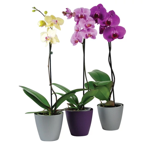 Phalaenopsis / Lepkeorchidea, Pillekosbor (2 ágas)
