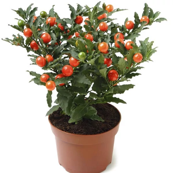 Solanum pseudocapsicum / Korallbokor