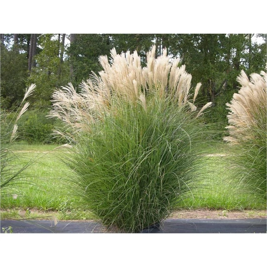 Cortaderia selloana 'White Feathers' / Fehér kalászú ezüstös pampafű